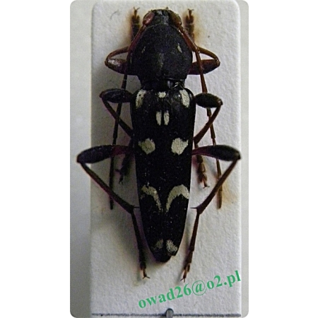 Isotomus speciosus (Schneider, 1787) Płotnik okazały